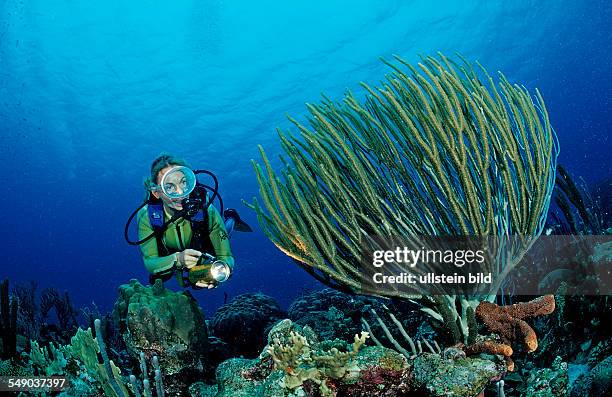 Scuba diver and coral reef, Netherlands Antilles, Bonaire, Caribbean Sea