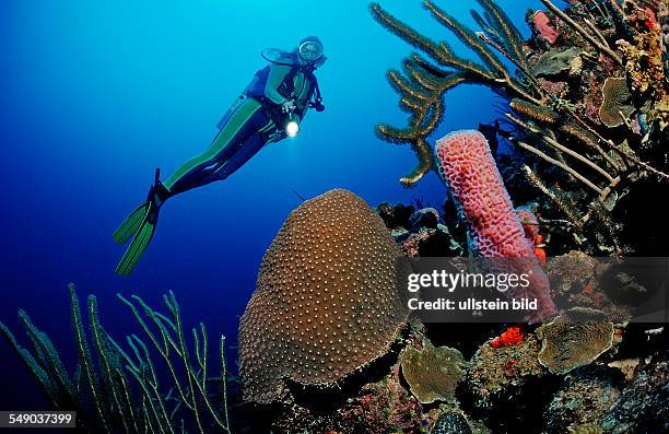 Scuba diver and coral reef, Dominica, French West Indies, Caribbean Sea