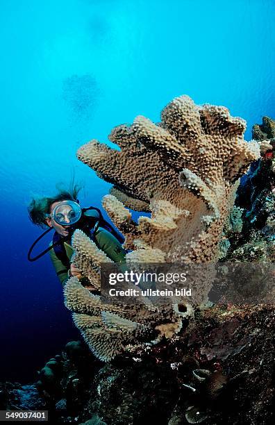 Scuba diver and coral reef, Netherlands Antilles, Bonaire, Caribbean Sea