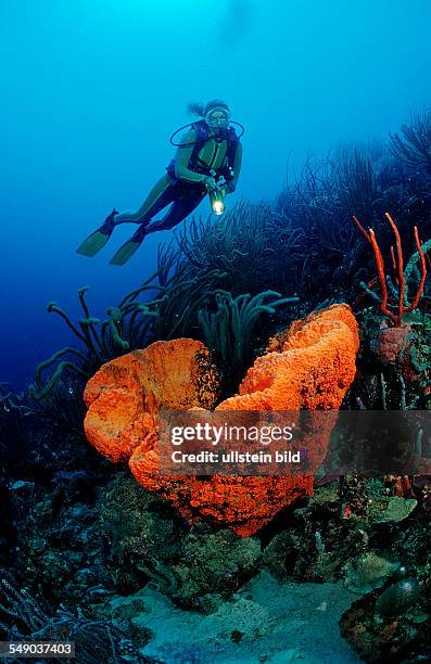 Scuba diver and Orange Elephant Ear Sponge, Agelas clathrodes, Netherlands Antilles, Bonaire, Caribbean Sea