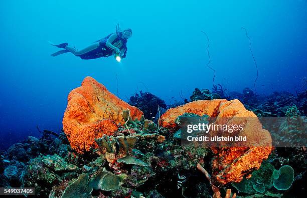 Scuba diver and Orange Elephant Ear Sponge, Agelas clathrodes, Netherlands Antilles, Bonaire, Caribbean Sea