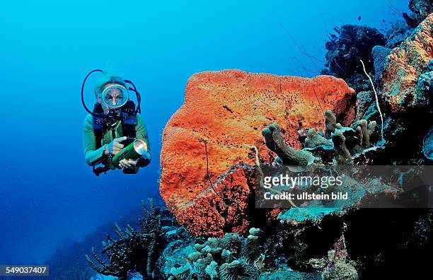 Scuba diver and Orange Elephant Ear Sponge, Agelas clathrodes, Netherlands Antilles, Bonaire, Caribbean Sea