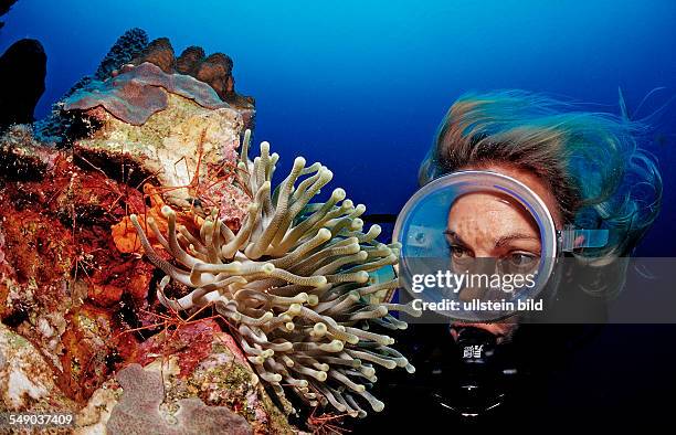 Scuba diver and Spider hermit crabs in anemone, Stenorhynchus seticornis, Netherlands Antilles, Bonaire, Caribbean Sea