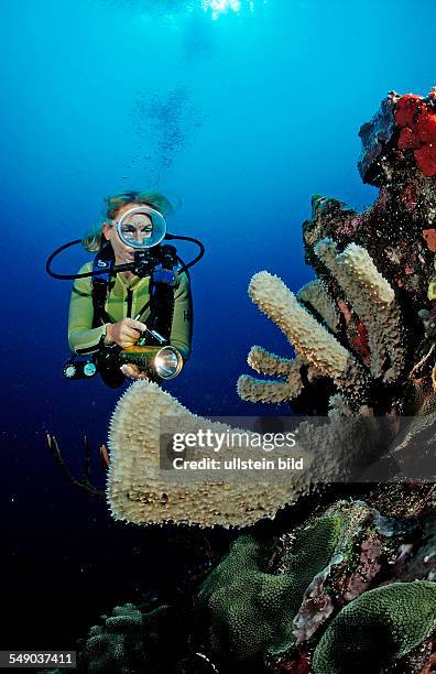 Scuba diver and coral reef, Saint Lucia, French West Indies, Caribbean Sea