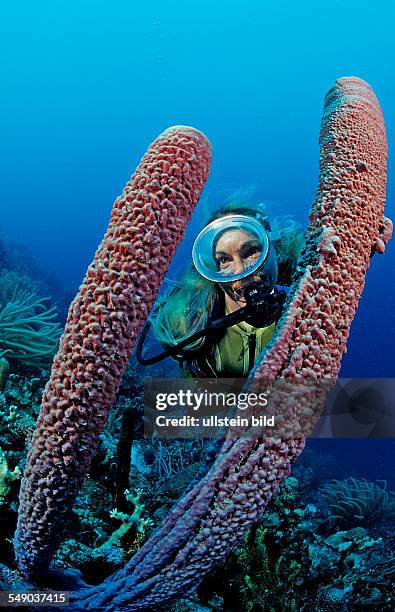 Scuba diver and Lavender Stovepipe sponge, Aplysina archeri, Netherlands Antilles, Bonaire, Caribbean Sea