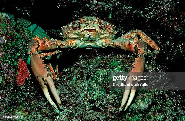 Channel Clinging Crab, Mithrax spinosissimus, British Virgin Islands, BVI, Caribbean Sea, Leeward Islands