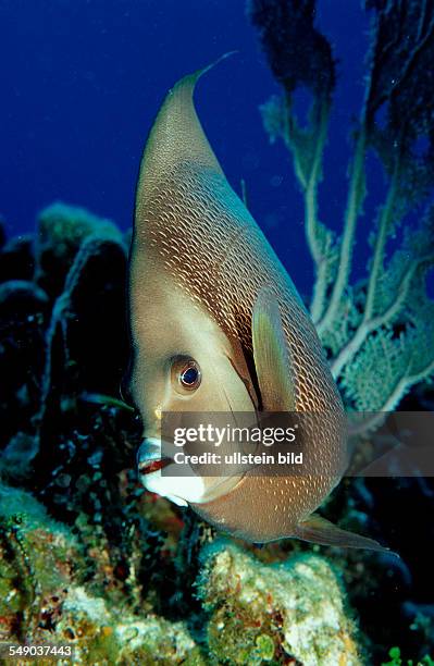 Grey Angelfish, Pomacanthus arcuatus, Netherlands Antilles, Bonaire, Caribbean Sea