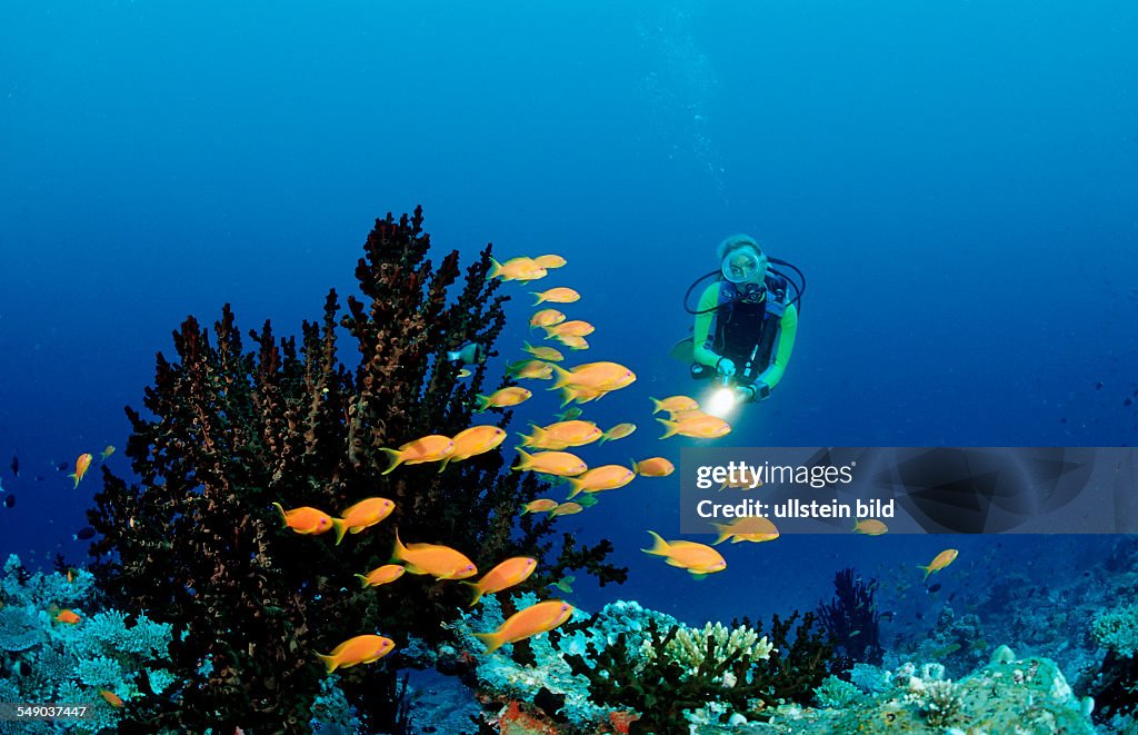 Scuba diver and Coral reef, Maldives, Indian Ocean, Meemu Atoll