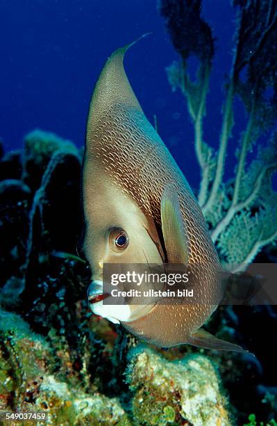 Grey Angelfish, Pomacanthus arcuatus, Netherlands Antilles, Bonaire, Caribbean Sea