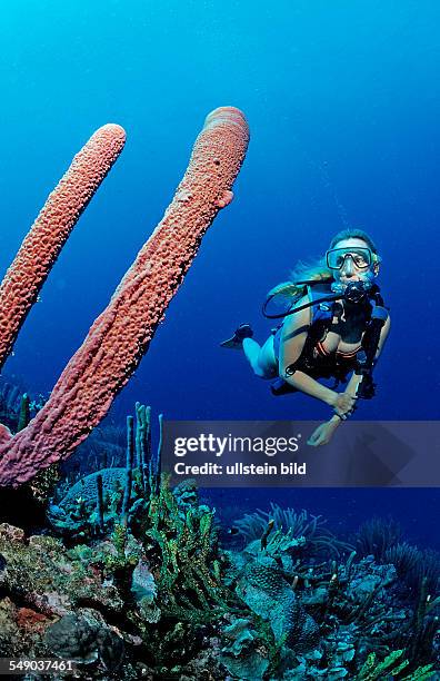 Scuba diver and Lavender Stovepipe sponge, Aplysina archeri, Martinique, French West Indies, Caribbean Sea