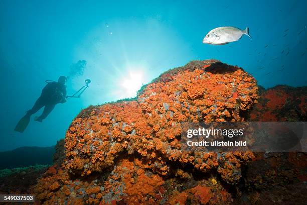 Cluster Anemones and Diver, Parazoanthus axinellae, Tamariu, Costa Brava, Mediterranean Sea, Spain