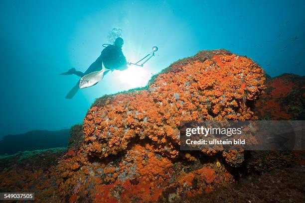 Cluster Anemones covers Reef, Parazoanthus axinellae, Tamariu, Costa Brava, Mediterranean Sea, Spain