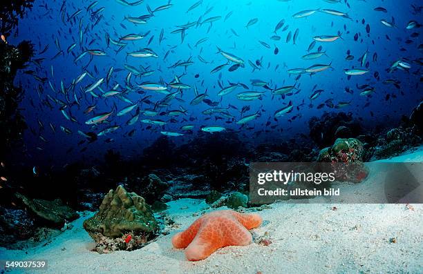 Schooling Neon Fusiliers and Cushion Starfish, Pterocaesio tile, Choriaster granulatus, Maldives, Indian Ocean, Meemu Atoll