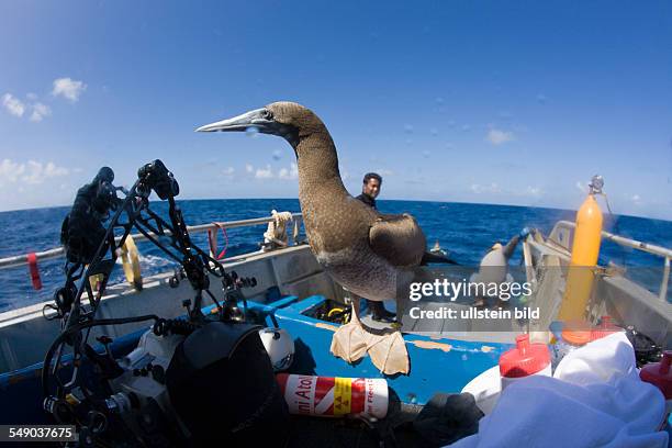 Young Brown Booby on Diving-Ship, Sula, leucogaster, Marshall Islands, Bikini Atoll, Micronesia, Pacific Ocean