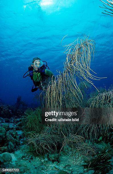 Scuba diver and coral reef, Netherlands Antilles, Bonaire, Caribbean Sea