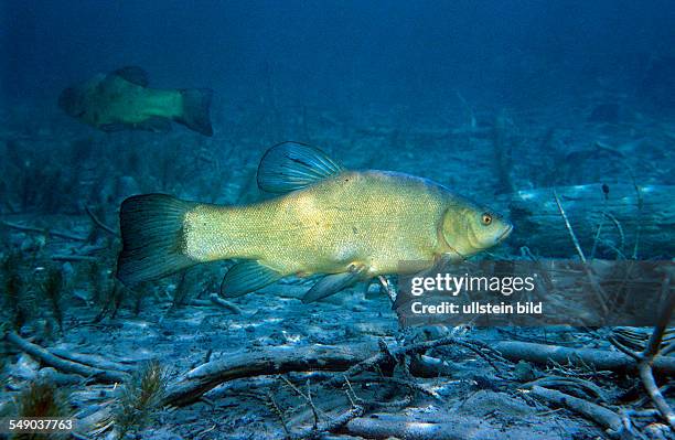 Tench, Tinca Tinca, Germany, Chiemsee, Bavaria