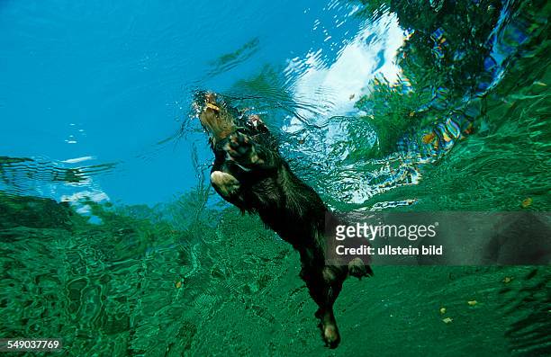 Swimming dachshund, Germany, Starnberger See, Bavaria