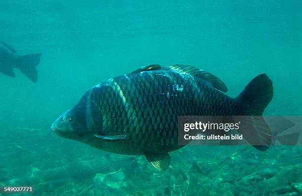 Common Carp, European Carp, Cyprinus carpio, Germany, Starnberger See, Bavaria