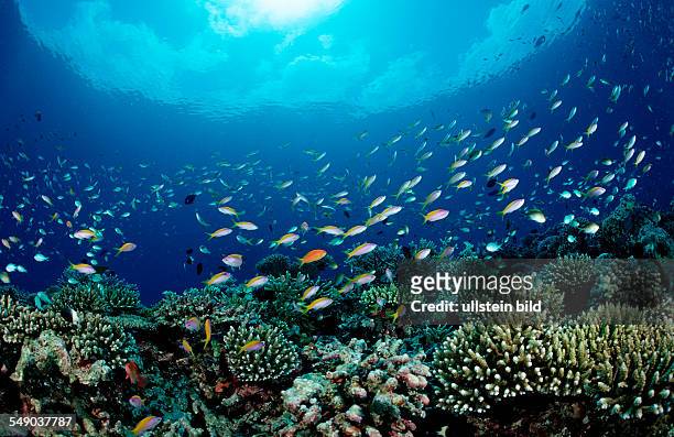 Reef with Hard Corals and Coral Fishes, Pseudanthias, Chromis, Maldives, Indian Ocean, Meemu Atoll