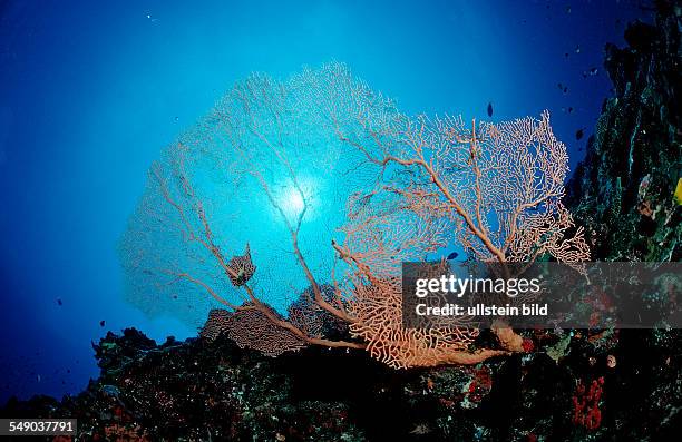 Sea Fan at Coral Reef, Subergorgia sp., Maldives, Indian Ocean, Meemu Atoll
