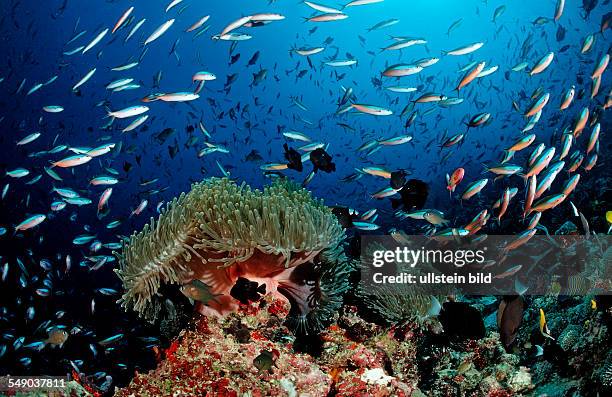 Schooling Neon Fusiliers and Magnificent Anemone, Pterocaesio tile, Heteractis magnifica, Maldives, Indian Ocean, Meemu Atoll