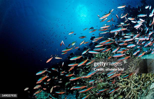 Schooling Neon Fusiliers at Coral Reef, Pterocaesio tile, Maldives, Indian Ocean, Meemu Atoll