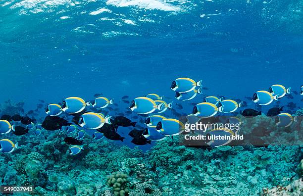Shoal of Surgeonfishes, Powder Blue Tang, Acanthurus leucosternon, Maldives, Indian Ocean, Felidu Atoll