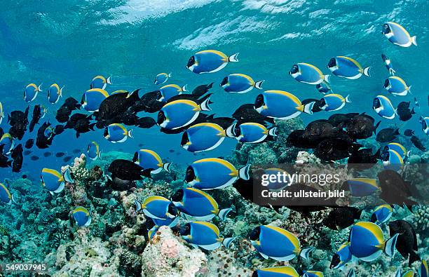 Schooling Surgeonfishes, Powder Blue Tang, Acanthurus leucosternon, Maldives, Indian Ocean, Meemu Atoll