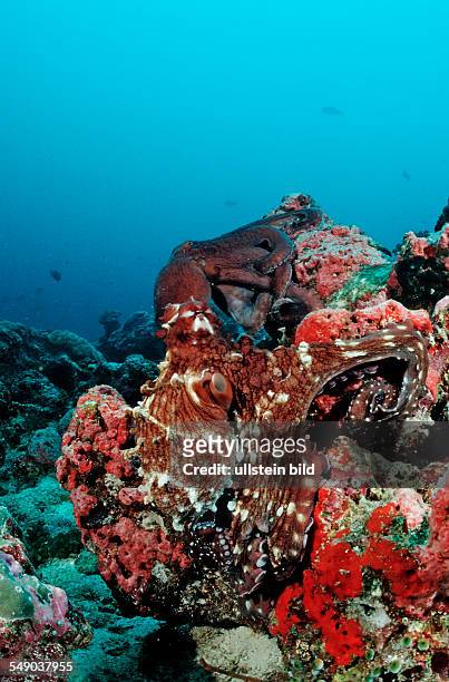Two Indo-Pacific Day-Octopus mating, Octopus cyanea, Maldives, Indian Ocean, Meemu Atoll