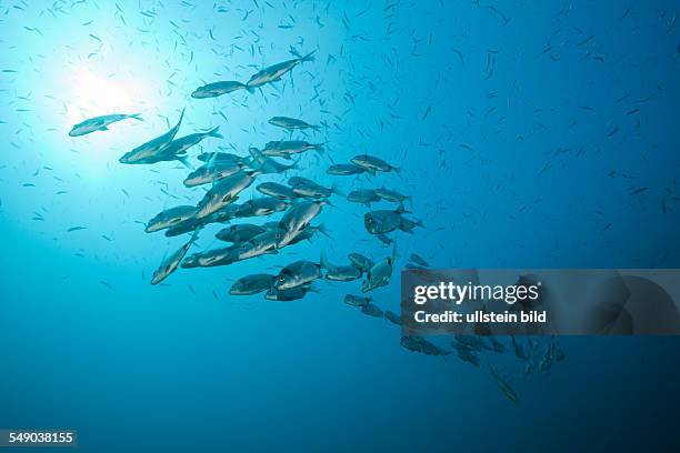 Two-banded Breams, Diplodus vulgaris, Tamariu, Costa Brava, Mediterranean Sea, Spain