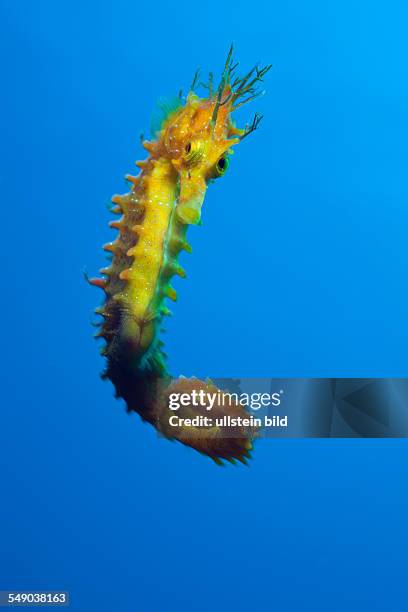 Longsnouted Seahorse, Hippocampus ramulosus, Tamariu, Costa Brava, Mediterranean Sea, Spain
