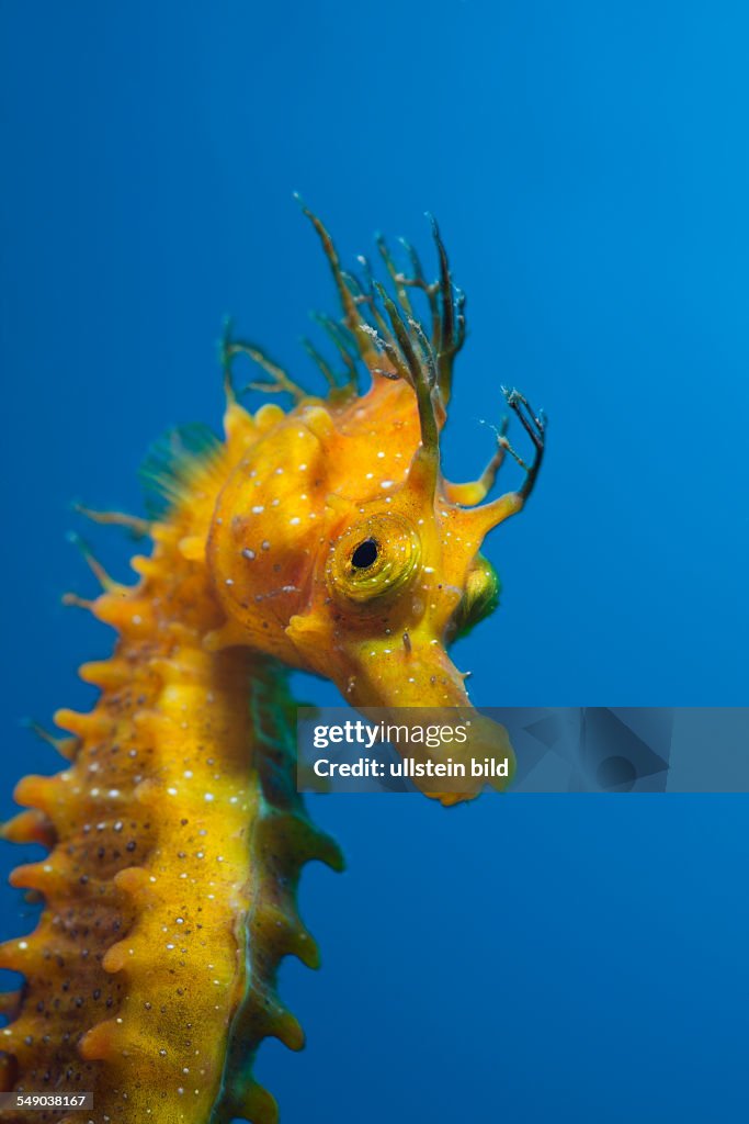 Longsnouted Seahorse, Hippocampus ramulosus, Tamariu, Costa Brava, Mediterranean Sea, Spain