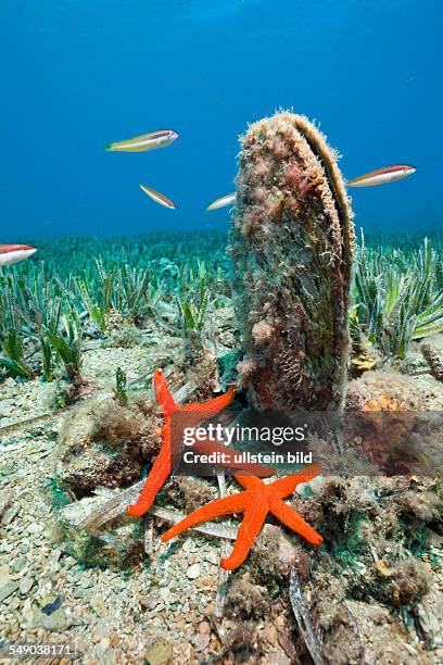 Noble Pen Shell, Pinna nobilis, Les Ferranelles, Medes Islands, Costa Brava, Mediterranean Sea, Spain