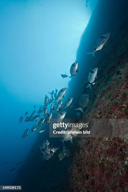 Shoal of Two-banded Breams, Diplodus vulgaris, Carall Bernat, Medes Islands, Costa Brava, Mediterranean Sea, Spain