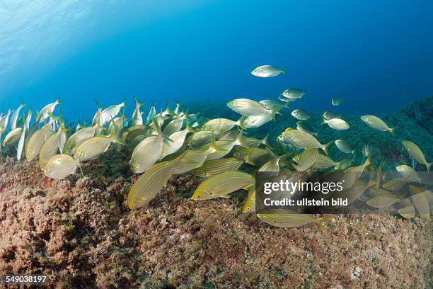 Cow Breams feeding at Reef, Sarpa salpa, Carall Bernat, Medes Islands, Costa Brava, Mediterranean Sea, Spain