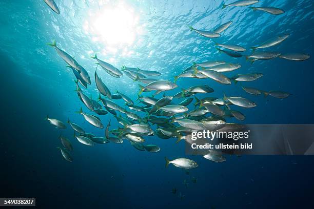 Shoal of Cow Breams, Sarpa salpa, Carall Bernat, Medes Islands, Costa Brava, Mediterranean Sea, Spain