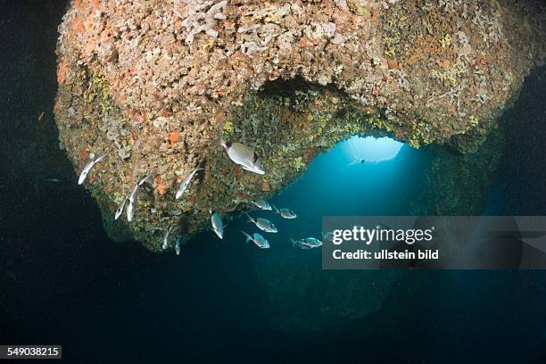 Two-banded Breams inside Cave, Diplodus vulgaris, Dofi South, Medes Islands, Costa Brava, Mediterranean Sea, Spain