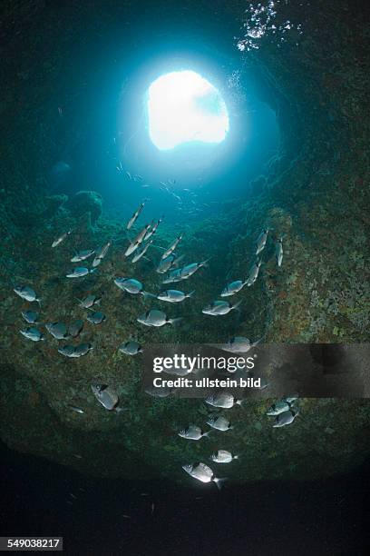 Two-banded Breams inside Cave, Diplodus vulgaris, Dofi South, Medes Islands, Costa Brava, Mediterranean Sea, Spain