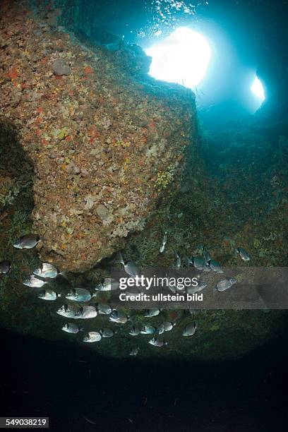 Two-banded Breams inside Cave, Diplodus vulgaris, Dofi South, Medes Islands, Costa Brava, Mediterranean Sea, Spain