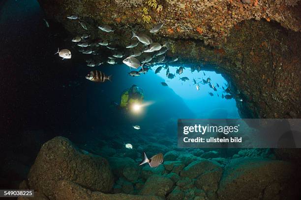 Scuba Diver and Breams in Cave, Diplodus vulgaris, Dofi North, Medes Islands, Costa Brava, Mediterranean Sea, Spain