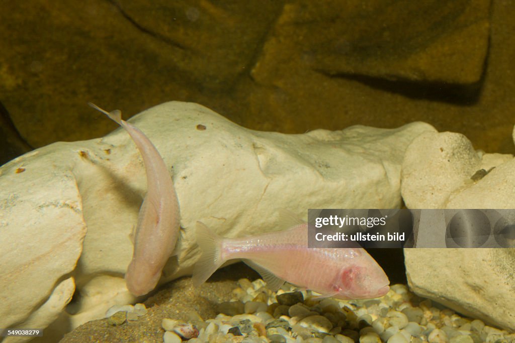 Blind cavefish , Anoptichthys jordani, Astyanax fasciatus mexicanus, Mexico, Underwater cave