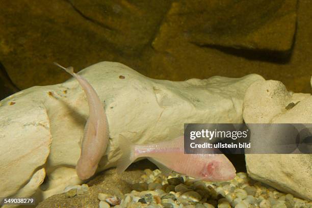 Blind cavefish , Anoptichthys jordani, Astyanax fasciatus mexicanus,..., News Photo