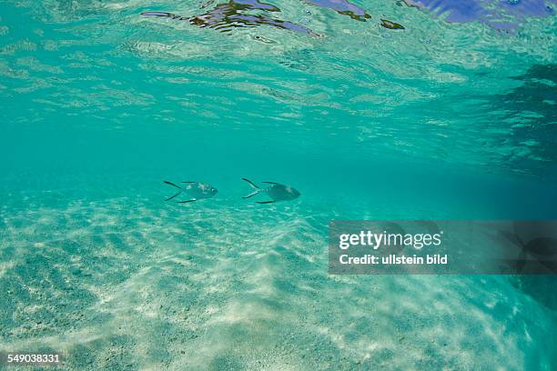 Spotted Pompanos in shallow Lagoon, Trachinotus bailloni, Marshall Islands, Bikini Atoll, Micronesia, Pacific Ocean