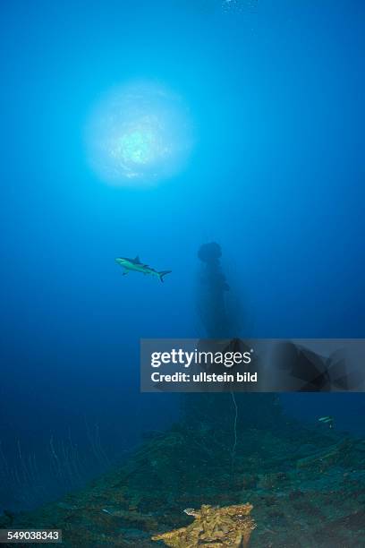 Grey Reef Shark over USS Apogon Submarine, Marshall Islands, Bikini Atoll, Micronesia, Pacific Ocean