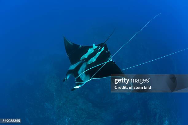 Sicklefin Mobula trapped by Rope, Mobula tarapacana, Azores, Princess Alice Bank, Atlantic Ocean, Portugal