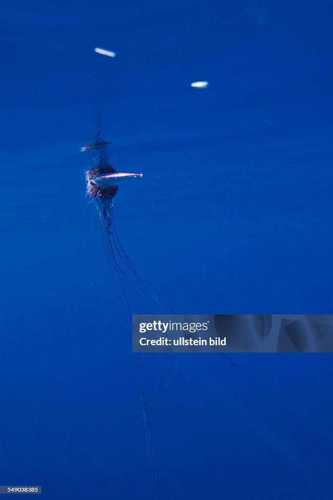 Portuguese Man of War, Physalia physalis, Azores, Atlantic Ocean, Portugal