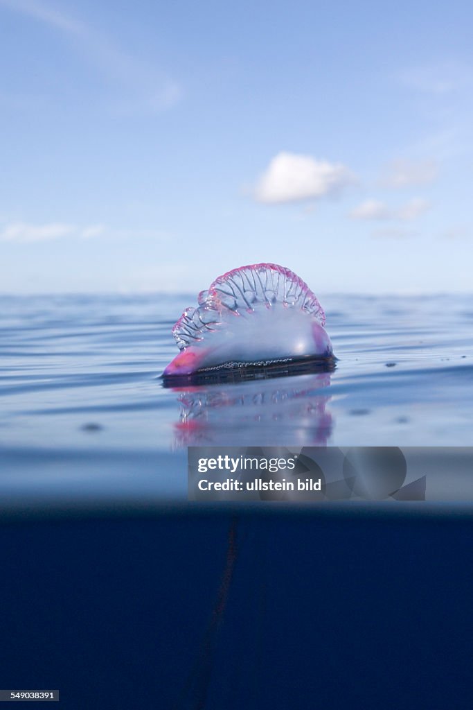 Portuguese Man of War, Physalia physalis, Azores, Atlantic Ocean, Portugal