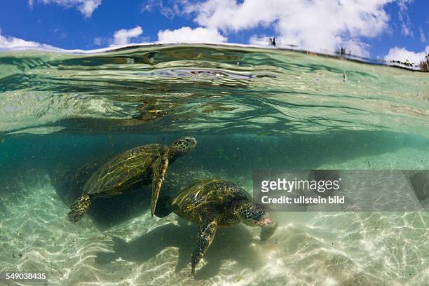 Green Turtles, Chelonia mydas, Oahu, Pacific Ocean, Hawaii, USA