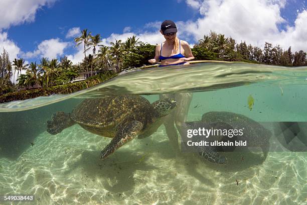 Green Turtles and Tourist, Chelonia mydas, Oahu, Pacific Ocean, Hawaii, USA