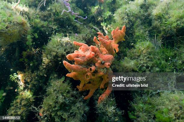 Sponge in Jellyfish Lake, Jellyfish Lake, Micronesia, Palau